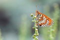 Melitaea interrupta , the Caucasian Spotted Fritillary butterfly