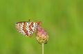 Melitaea interrupta , the Caucasian Spotted Fritillary butterfly Royalty Free Stock Photo