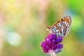 Colorful photo of Melitaea interrupta , the Caucasian Spotted Fritillary butterfly in beautiful bokeh
