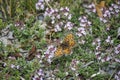 Melitaea parthenoides, the meadow fritillary, is a butterfly of the family Nymphalidae Royalty Free Stock Photo