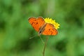 Melitaea persea , the Persian Fritillary butterfly , butterflies of Iran