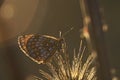 Melitaea telona, close up, macrophotography - butterfly on a thistle Royalty Free Stock Photo