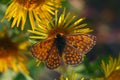 Melitaea telona, close up, macrophotography - butterfly on a yellow flower Royalty Free Stock Photo