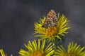 Melitaea telona, close up, macrophotography - butterfly on a yellow flower Royalty Free Stock Photo