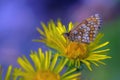 Melitaea telona, close up, macrophotography - butterfly on a yellow flower Royalty Free Stock Photo