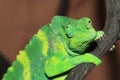 Meller chameleon Royalty Free Stock Photo