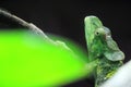 Meller chameleon Royalty Free Stock Photo