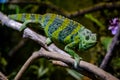 Meller's chameleon on a branch