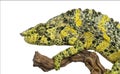 Meller's Chameleon on a branch - Trioceros melleri - isolated on Royalty Free Stock Photo