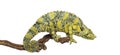 Meller's Chameleon on a branch - Trioceros melleri - isolated on Royalty Free Stock Photo