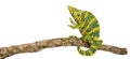 Meller's Chameleon, Giant One-horned Chameleon Royalty Free Stock Photo