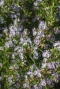 Melliferous aromatic rosemary or Rosmarinus Officinalis in full sunny bloom Royalty Free Stock Photo
