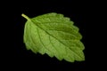 Mellisa lemon balm leaf Royalty Free Stock Photo