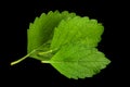 Mellisa lemon balm leaf Royalty Free Stock Photo