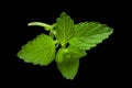 Mellisa lemon balm leaf Royalty Free Stock Photo