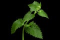 Mellisa lemon balm leaf Royalty Free Stock Photo