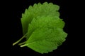 Mellisa lemon balm leaf Royalty Free Stock Photo