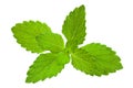 Mellisa lemon balm leaf Royalty Free Stock Photo