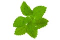 Mellisa lemon balm leaf Royalty Free Stock Photo