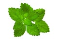 Mellisa lemon balm leaf Royalty Free Stock Photo
