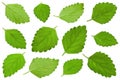 Mellisa lemon balm leaf collection Royalty Free Stock Photo