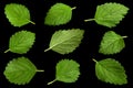 Mellisa lemon balm leaf collection Royalty Free Stock Photo