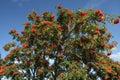 Mellow ash-tree berries