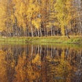 Mellow autumn. Birch with yellow leaves reflected in the river. Royalty Free Stock Photo