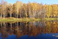 Mellow autumn. Birch with yellow leaves reflected in the river. Royalty Free Stock Photo