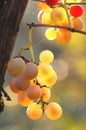 Mellow cluster of grapes Royalty Free Stock Photo