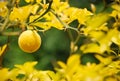 Mellow lemon Royalty Free Stock Photo