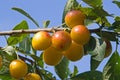 Mellow mirabelles Royalty Free Stock Photo