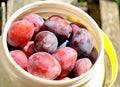 Mellow plums Royalty Free Stock Photo