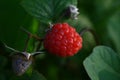 Mellow raspberry on bush
