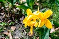 Mellow Yellow color Calla lily Arum-lily, herbaceous perennial Daisy flowering plants in full bloom in summer. Fragrant lemon Royalty Free Stock Photo