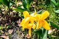 Mellow Yellow color Calla lily Arum-lily, herbaceous perennial Daisy flowering plants in full bloom in summer. Fragrant lemon Royalty Free Stock Photo