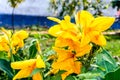 Mellow Yellow color Calla lily Arum-lily, herbaceous perennial Daisy flowering plants in full bloom in summer. Fragrant lemon Royalty Free Stock Photo