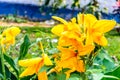 Mellow Yellow color Calla lily Arum-lily, herbaceous perennial Daisy flowering plants in full bloom in summer. Fragrant lemon Royalty Free Stock Photo