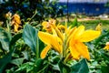 Mellow Yellow color Calla lily Arum-lily, herbaceous perennial Daisy flowering plants in full bloom in summer. Fragrant lemon Royalty Free Stock Photo