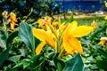 Mellow Yellow color Calla lily Arum-lily, herbaceous perennial Daisy flowering plants in full bloom in summer. Fragrant lemon Royalty Free Stock Photo