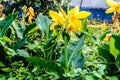 Mellow Yellow color Calla lily Arum-lily, herbaceous perennial Daisy flowering plants in full bloom in summer. Fragrant lemon Royalty Free Stock Photo
