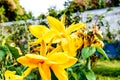 Mellow Yellow color Calla lily Arum-lily, herbaceous perennial Daisy flowering plants in full bloom in summer. Fragrant lemon Royalty Free Stock Photo