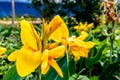 Mellow Yellow color Calla lily Arum-lily, herbaceous perennial Daisy flowering plants in full bloom in summer. Fragrant lemon Royalty Free Stock Photo