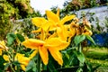 Mellow Yellow color Calla lily Arum-lily, herbaceous perennial Daisy flowering plants in full bloom in summer. Fragrant lemon Royalty Free Stock Photo