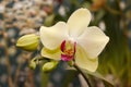 Mellow Yellow Orchid