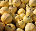 Mellow Yellow pumpkins