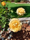 Mellow Yellow Rose Bush