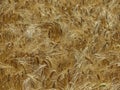mellow yellow wheat field texture background Royalty Free Stock Photo