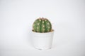 Melocactus in flower pot Royalty Free Stock Photo