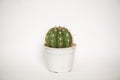 Melocactus in flower pot Royalty Free Stock Photo